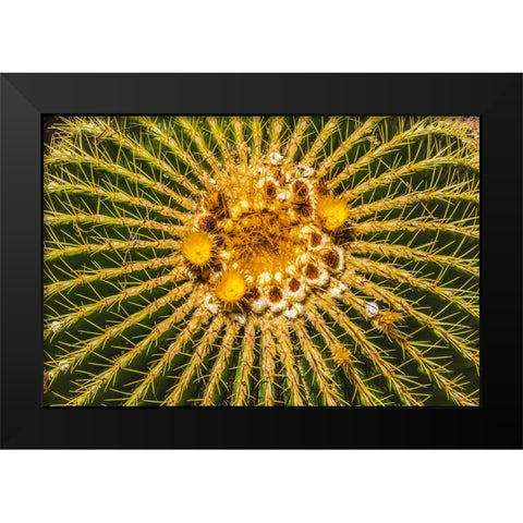 Yellow blossoms of golden barrel cactus blooming- Desert Botanical Garden- Phoenix- Arizona. Black Modern Wood Framed Art Print by Perry, William