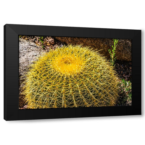 Yellow blossoms of golden barrel cactus blooming- Desert Botanical Garden- Phoenix- Arizona. Black Modern Wood Framed Art Print with Double Matting by Perry, William