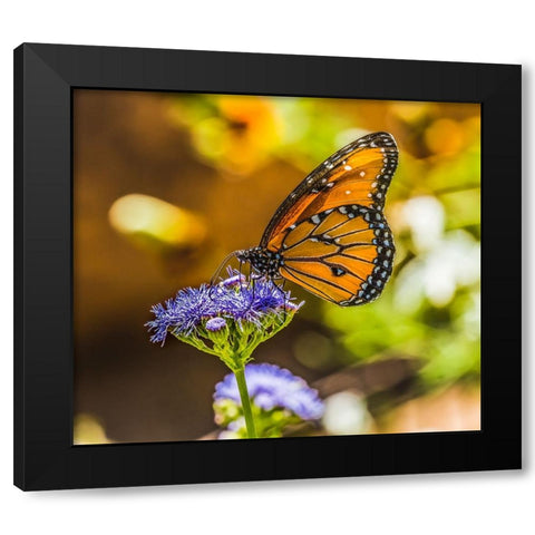 Queen butterfly on blue weed flower. Native to North and South America Black Modern Wood Framed Art Print with Double Matting by Perry, William
