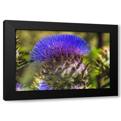 Artichoke thistle blooming- Desert Botanical Garden- Phoenix- Arizona. Black Modern Wood Framed Art Print by Perry, William