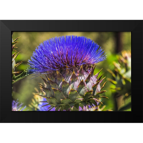 Artichoke thistle blooming- Desert Botanical Garden- Phoenix- Arizona. Black Modern Wood Framed Art Print by Perry, William
