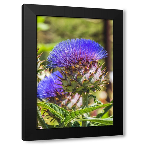 Artichoke thistle blooming bee- Desert Botanical Garden- Phoenix- Arizona. Black Modern Wood Framed Art Print by Perry, William