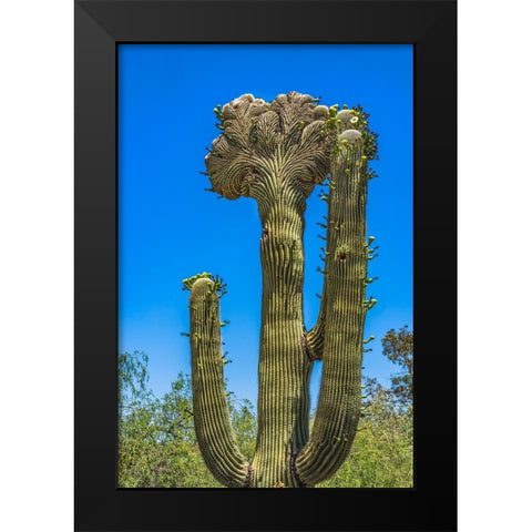 Crested Saguaro blooming- Desert Botanical Garden- Phoenix- Arizona. Black Modern Wood Framed Art Print by Perry, William