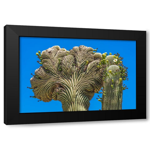 Crested Saguaro blooming- Desert Botanical Garden- Phoenix- Arizona. Black Modern Wood Framed Art Print by Perry, William