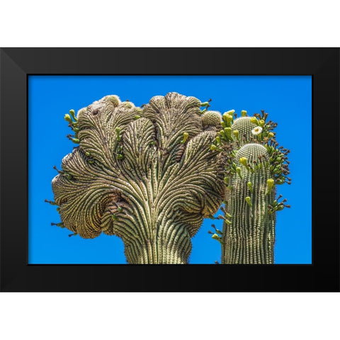 Crested Saguaro blooming- Desert Botanical Garden- Phoenix- Arizona. Black Modern Wood Framed Art Print by Perry, William