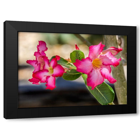 Colorful pink desert roses blooming- Desert Botanical Garden- Phoenix- Arizona Black Modern Wood Framed Art Print by Perry, William