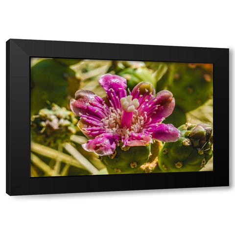 Pink blossom chain fruit cholla- Desert Botanical Garden- Phoenix- Arizona. Black Modern Wood Framed Art Print by Perry, William