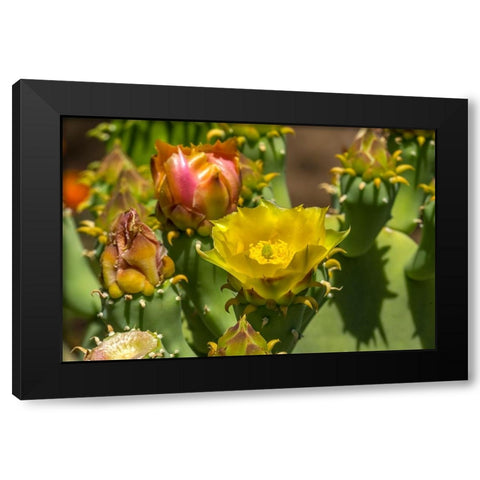 Plains prickly pear cactus blooming- Desert Botanical Garden- Phoenix- Arizona. Black Modern Wood Framed Art Print by Perry, William