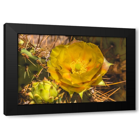 Prickly pear cactus blooming- Desert Botanical Garden- Phoenix- Arizona. Black Modern Wood Framed Art Print with Double Matting by Perry, William