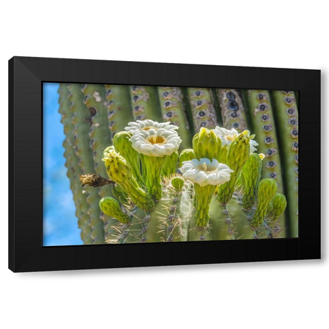 Saguaro cactus blooming- Desert Botanical Garden- Phoenix- Arizona. Black Modern Wood Framed Art Print by Perry, William
