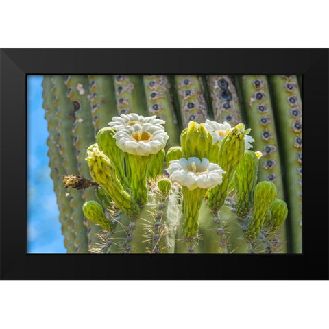 Saguaro cactus blooming- Desert Botanical Garden- Phoenix- Arizona. Black Modern Wood Framed Art Print by Perry, William