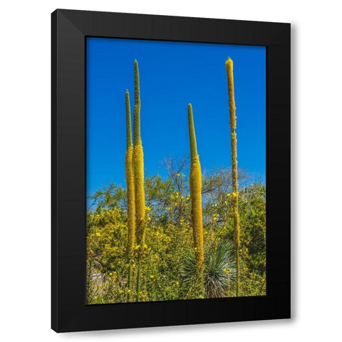 Thread Agaves blooming- Desert Botanical Garden- Phoenix- Arizona. Black Modern Wood Framed Art Print by Perry, William