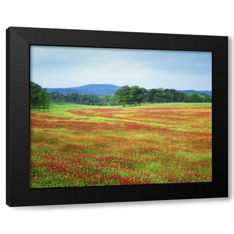 Arkansas Blooming scarlet clover in Boston Mts Black Modern Wood Framed Art Print with Double Matting by Flaherty, Dennis