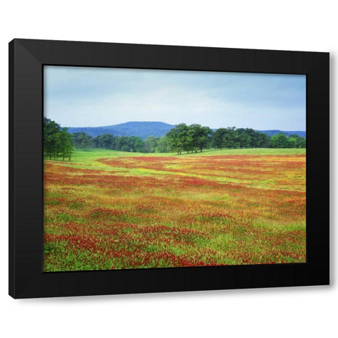 Arkansas Blooming scarlet clover in Boston Mts Black Modern Wood Framed Art Print by Flaherty, Dennis