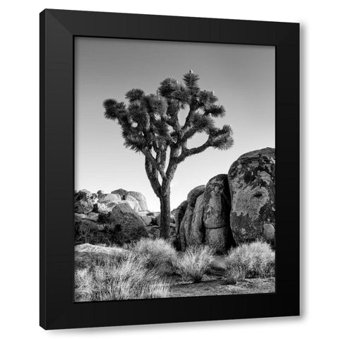California-Joshua Tree National Park-Joshua tree lit by early morning sun Black Modern Wood Framed Art Print with Double Matting by Collins, Ann