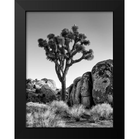 California-Joshua Tree National Park-Joshua tree lit by early morning sun Black Modern Wood Framed Art Print by Collins, Ann