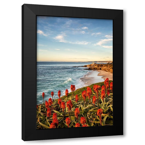 USA-California-La Jolla Blooming aloe and Wipeout Beach Black Modern Wood Framed Art Print with Double Matting by Collins, Ann