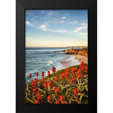 USA-California-La Jolla Blooming aloe and Wipeout Beach Black Modern Wood Framed Art Print by Collins, Ann