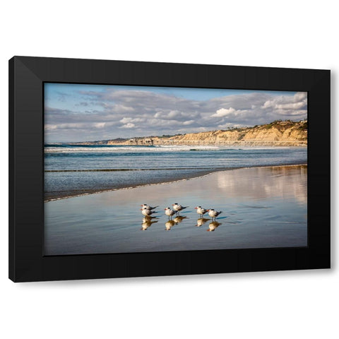 USA-California-La Jolla Royal terns and Scripps Pier at La Jolla Shores Black Modern Wood Framed Art Print by Collins, Ann