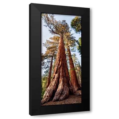 USA-California-Yosemite National Park Giant Sequoia trees in Mariposa Grove Black Modern Wood Framed Art Print by Collins, Ann
