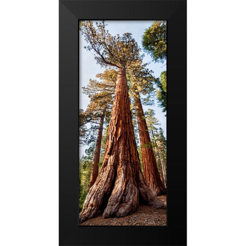 USA-California-Yosemite National Park Giant Sequoia trees in Mariposa Grove Black Modern Wood Framed Art Print by Collins, Ann