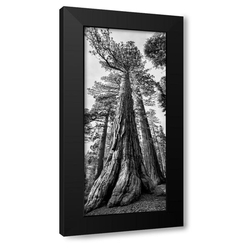 USA-California-Yosemite National Park Giant Sequoia trees in Mariposa Grove Black Modern Wood Framed Art Print with Double Matting by Collins, Ann