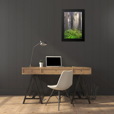 Redwood trees and Pacific Rhododendron in fog-Redwood National Park-California Black Modern Wood Framed Art Print by Jones, Adam