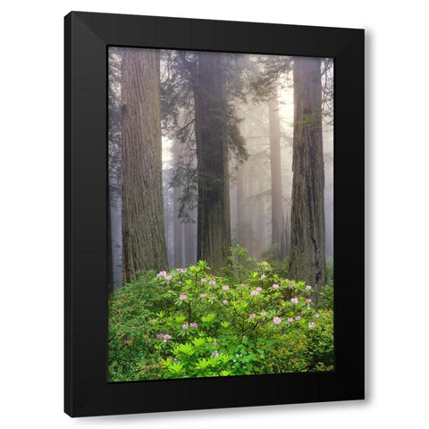 Redwood trees and Pacific Rhododendron in fog-Redwood National Park-California Black Modern Wood Framed Art Print by Jones, Adam
