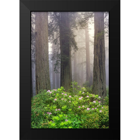 Redwood trees and Pacific Rhododendron in fog-Redwood National Park-California Black Modern Wood Framed Art Print by Jones, Adam