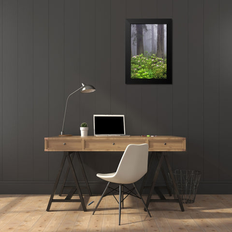 Redwood trees and Pacific Rhododendron in fog-Redwood National Park-California Black Modern Wood Framed Art Print by Jones, Adam
