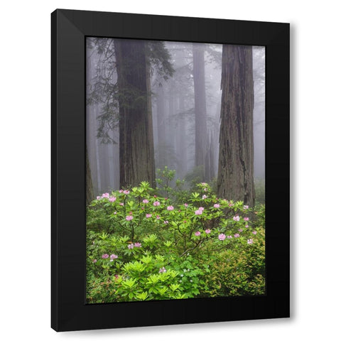 Redwood trees and Pacific Rhododendron in fog-Redwood National Park-California Black Modern Wood Framed Art Print with Double Matting by Jones, Adam