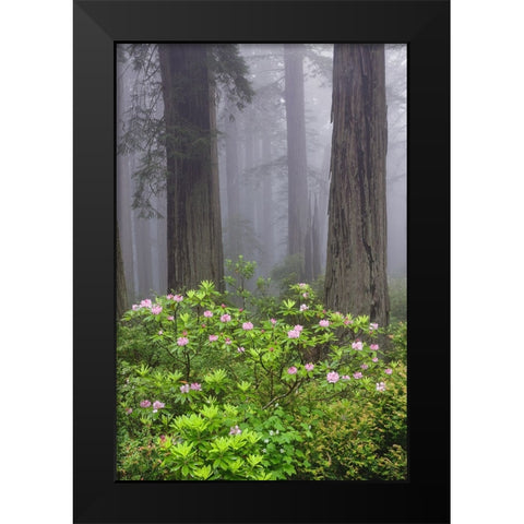 Redwood trees and Pacific Rhododendron in fog-Redwood National Park-California Black Modern Wood Framed Art Print by Jones, Adam