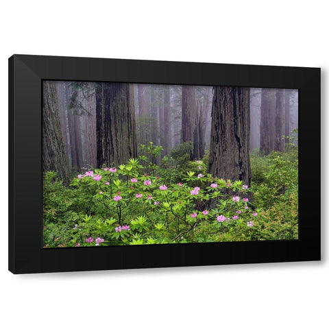 Redwood trees and Pacific Rhododendron in fog-Redwood National Park-California Black Modern Wood Framed Art Print by Jones, Adam