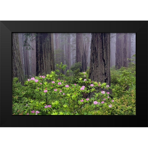 Redwood trees and Pacific Rhododendron in fog-Redwood National Park-California Black Modern Wood Framed Art Print by Jones, Adam
