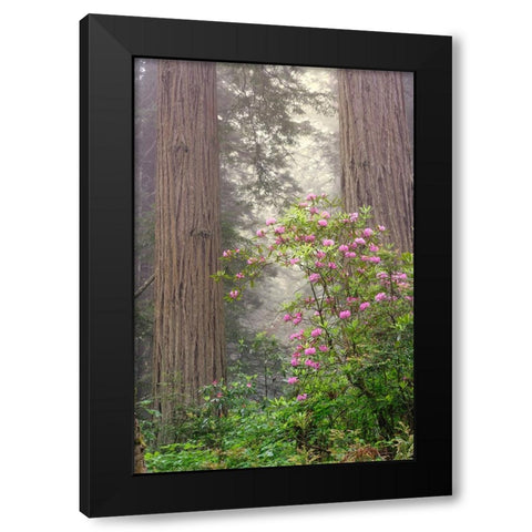 Redwood trees and Pacific Rhododendron in fog-Redwood National Park-California Black Modern Wood Framed Art Print by Jones, Adam
