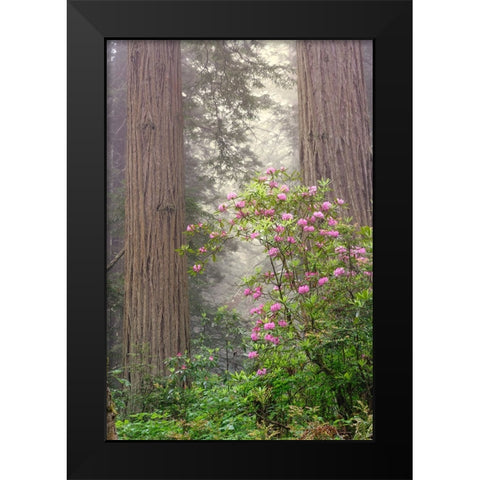 Redwood trees and Pacific Rhododendron in fog-Redwood National Park-California Black Modern Wood Framed Art Print by Jones, Adam