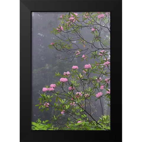 Redwood trees and Pacific Rhododendron in fog-Redwood National Park-California Black Modern Wood Framed Art Print by Jones, Adam