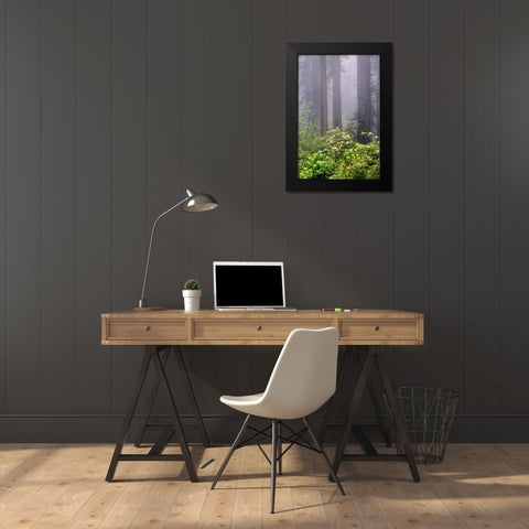 Redwood trees and Pacific Rhododendron in fog-Redwood National Park-California Black Modern Wood Framed Art Print by Jones, Adam