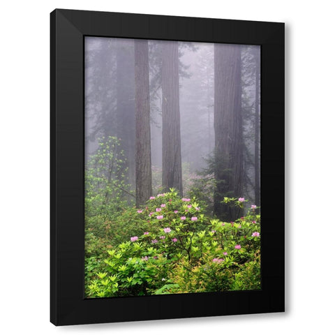 Redwood trees and Pacific Rhododendron in fog-Redwood National Park-California Black Modern Wood Framed Art Print by Jones, Adam