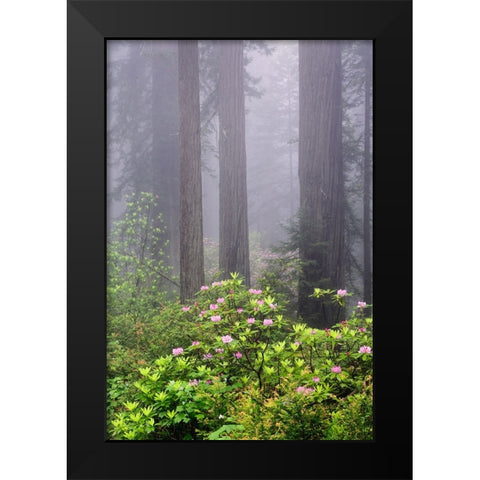 Redwood trees and Pacific Rhododendron in fog-Redwood National Park-California Black Modern Wood Framed Art Print by Jones, Adam