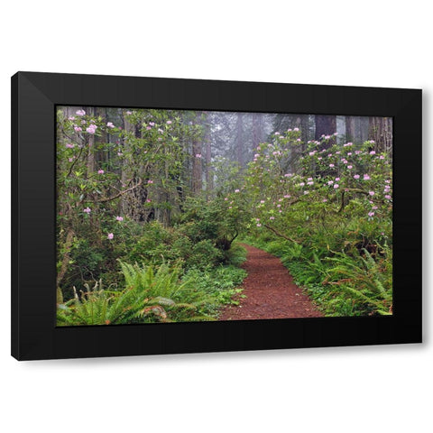 Footpath through Redwood trees and Pacific Rhododendron in fog Black Modern Wood Framed Art Print with Double Matting by Jones, Adam