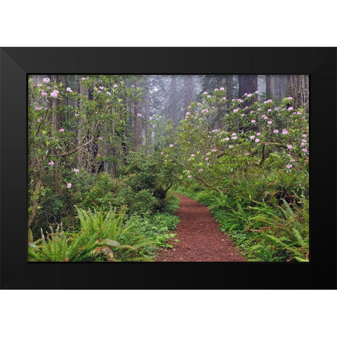 Footpath through Redwood trees and Pacific Rhododendron in fog Black Modern Wood Framed Art Print by Jones, Adam