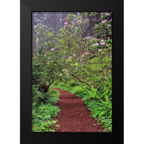Footpath through Redwood trees and Pacific Rhododendron in fog Black Modern Wood Framed Art Print by Jones, Adam