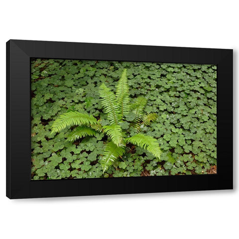 Fern among wood Sorrel Redwood National Park-California Black Modern Wood Framed Art Print by Jones, Adam