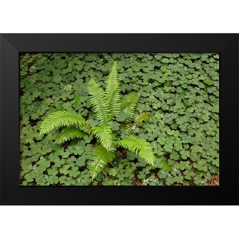 Fern among wood Sorrel Redwood National Park-California Black Modern Wood Framed Art Print by Jones, Adam