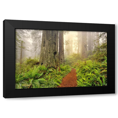Footpath through Redwood trees and Pacific Rhododendron in fog Black Modern Wood Framed Art Print by Jones, Adam