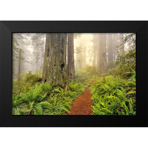 Footpath through Redwood trees and Pacific Rhododendron in fog Black Modern Wood Framed Art Print by Jones, Adam