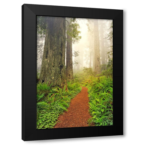 Footpath through Redwood trees and Pacific Rhododendron in fog Black Modern Wood Framed Art Print by Jones, Adam