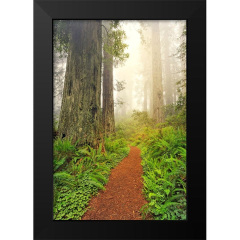 Footpath through Redwood trees and Pacific Rhododendron in fog Black Modern Wood Framed Art Print by Jones, Adam