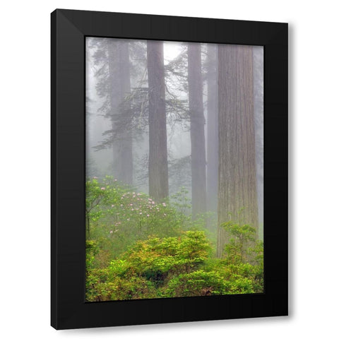 Redwood trees and Pacific Rhododendron in fog-Redwood National Park-California Black Modern Wood Framed Art Print by Jones, Adam